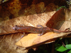Desmognathus apalachicolae