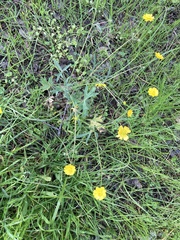 Ranunculus californicus