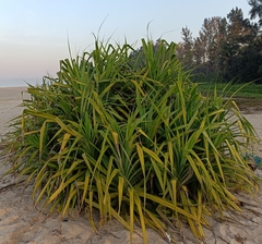 Pandanus odorifer