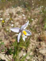 Cyanella alba