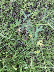 Ranunculus californicus