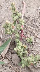 Chenopodium acuminatum virgatum