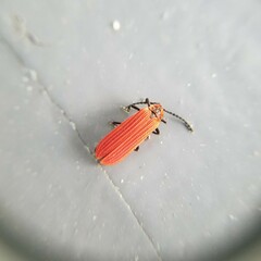 Dictyoptera aurora