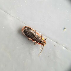 Dictyoptera aurora
