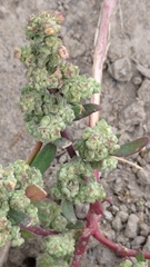 Chenopodium acuminatum virgatum