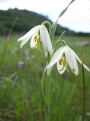 Fritillaria liliacea