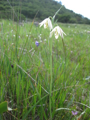 Fritillaria liliacea