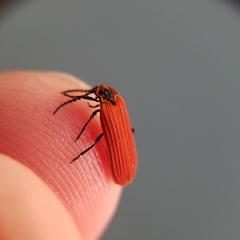 Dictyoptera aurora