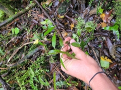Passiflora tetrandra