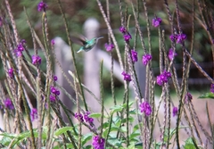 Microchera cupreiceps