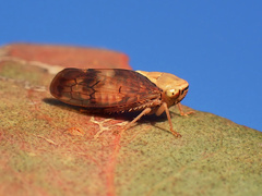 Brunotartessus fulvus