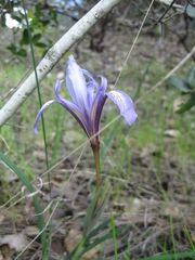 Iris macrosiphon