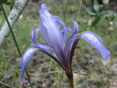 Iris macrosiphon