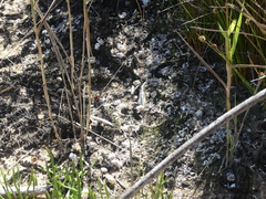 Hydromys chrysogaster