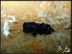 Pseudobiceros stellae