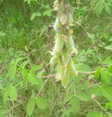 Crotalaria incana