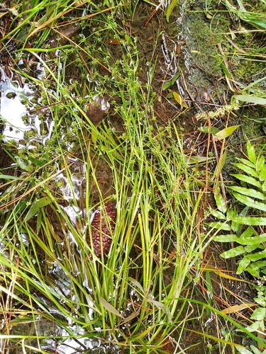 Juncus prismatocarpus (Juncus prismatocarpus)