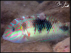 Halichoeres margaritaceus