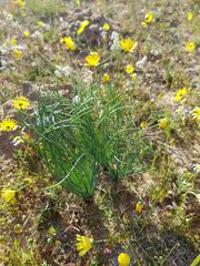 Gethyllis campanulata