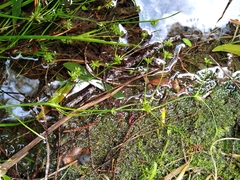 Juncus prismatocarpus