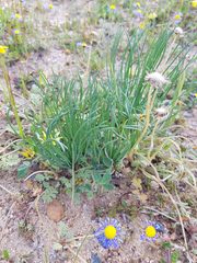 Gethyllis campanulata