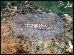 Pericelis