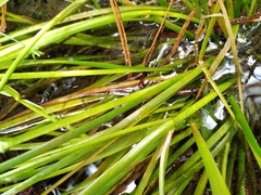 Juncus prismatocarpus
