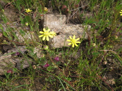 Blennosperma nanum