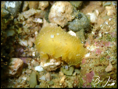 Doriopsis granulosa