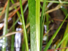 Juncus prismatocarpus