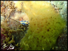 Hypselodoris infucata