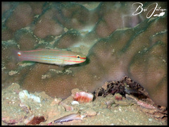 Amblygobius decussatus