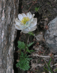 Trollius lilacinus