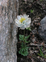 Trollius lilacinus