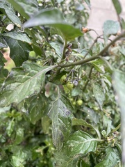 Solanum douglasii