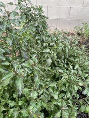 Solanum douglasii