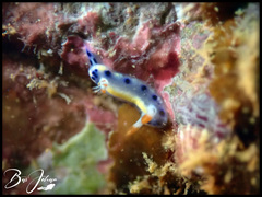 Hypselodoris infucata