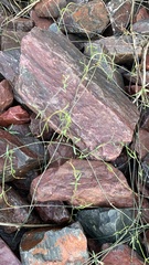 Funastrum heterophyllum