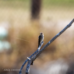 Stelgidopteryx serripennis