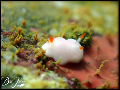 Verconia simplex