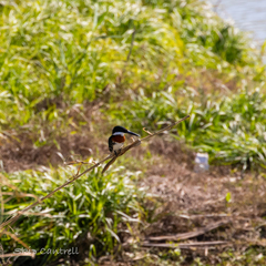 Chloroceryle americana