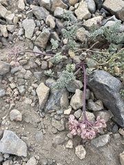 Lomatium foeniculaceum
