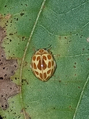 Psyllobora lutescens