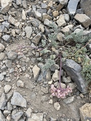 Lomatium foeniculaceum