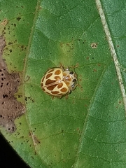 Psyllobora lutescens