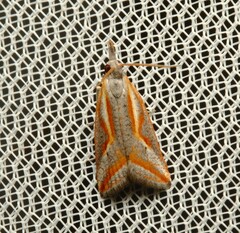 Arotrophora arcuatalis