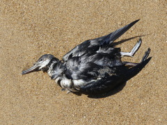 Ardenna tenuirostris