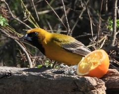 Icterus gularis × graduacauda