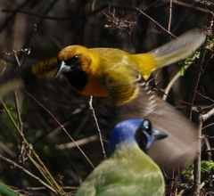 Icterus gularis × graduacauda