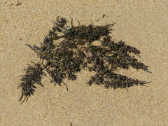 Sargassum